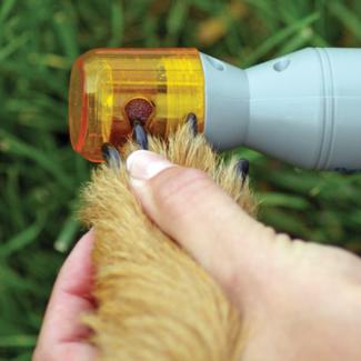 dog nail grinder | dog grooming training | clip dog nails