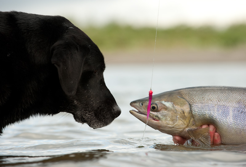 do dogs eat fish