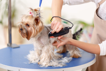 dog electric clippers