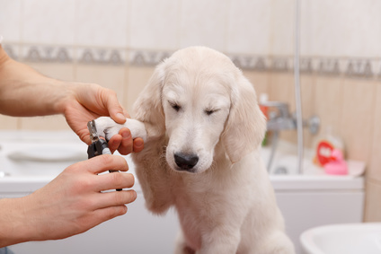 Dog Nail Clippers Buyer's Guide (And Which Ones Are The Best)